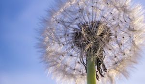 Preview wallpaper dandelion, plant, fluff, sky