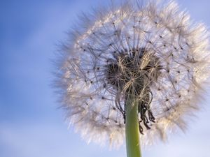 Preview wallpaper dandelion, plant, fluff, sky