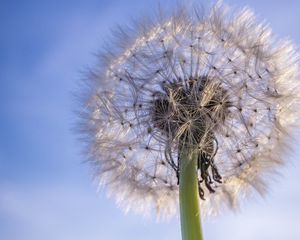 Preview wallpaper dandelion, plant, fluff, sky