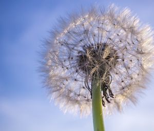 Preview wallpaper dandelion, plant, fluff, sky