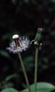 Preview wallpaper dandelion, plant, fluff, dark