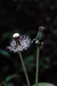 Preview wallpaper dandelion, plant, fluff, dark