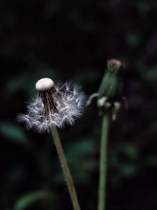 Preview wallpaper dandelion, plant, fluff, dark