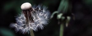 Preview wallpaper dandelion, plant, fluff, dark