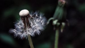 Preview wallpaper dandelion, plant, fluff, dark