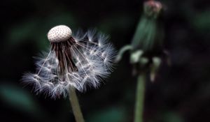 Preview wallpaper dandelion, plant, fluff, dark