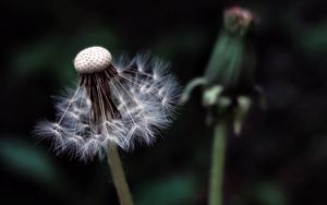 Preview wallpaper dandelion, plant, fluff, dark