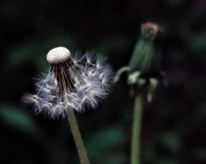 Preview wallpaper dandelion, plant, fluff, dark