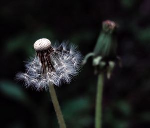 Preview wallpaper dandelion, plant, fluff, dark