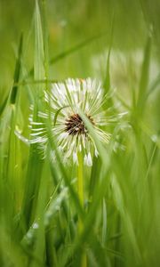 Preview wallpaper dandelion, plant, fluff, grass