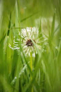 Preview wallpaper dandelion, plant, fluff, grass
