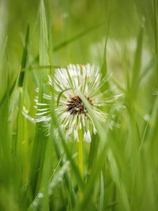 Preview wallpaper dandelion, plant, fluff, grass