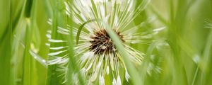 Preview wallpaper dandelion, plant, fluff, grass