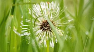 Preview wallpaper dandelion, plant, fluff, grass