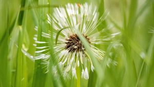 Preview wallpaper dandelion, plant, fluff, grass