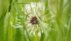 Preview wallpaper dandelion, plant, fluff, grass