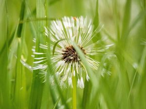 Preview wallpaper dandelion, plant, fluff, grass