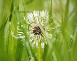 Preview wallpaper dandelion, plant, fluff, grass