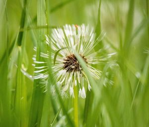 Preview wallpaper dandelion, plant, fluff, grass