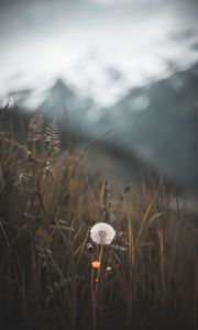 Preview wallpaper dandelion, plant, fluff, grass, blur