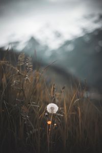 Preview wallpaper dandelion, plant, fluff, grass, blur