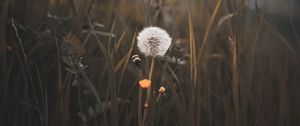 Preview wallpaper dandelion, plant, fluff, grass, blur