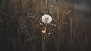 Preview wallpaper dandelion, plant, fluff, grass, blur