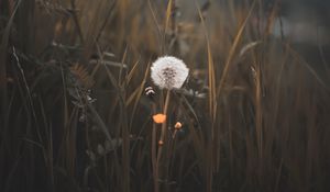 Preview wallpaper dandelion, plant, fluff, grass, blur