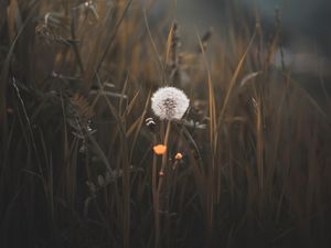 Preview wallpaper dandelion, plant, fluff, grass, blur