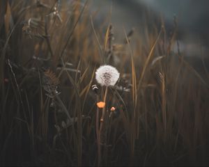 Preview wallpaper dandelion, plant, fluff, grass, blur