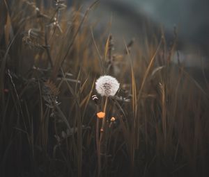 Preview wallpaper dandelion, plant, fluff, grass, blur