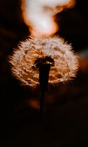 Preview wallpaper dandelion, plant, fluff, sunset, blur