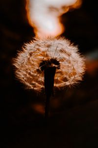 Preview wallpaper dandelion, plant, fluff, sunset, blur