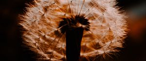 Preview wallpaper dandelion, plant, fluff, sunset, blur