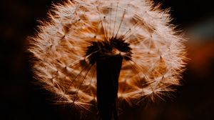 Preview wallpaper dandelion, plant, fluff, sunset, blur