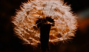 Preview wallpaper dandelion, plant, fluff, sunset, blur