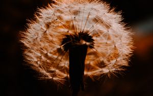 Preview wallpaper dandelion, plant, fluff, sunset, blur