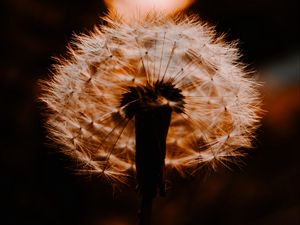 Preview wallpaper dandelion, plant, fluff, sunset, blur