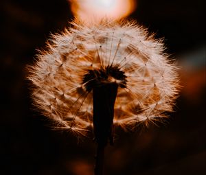 Preview wallpaper dandelion, plant, fluff, sunset, blur