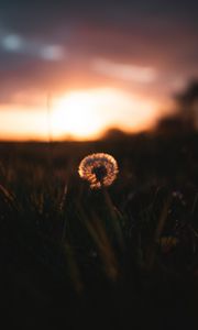 Preview wallpaper dandelion, plant, fluff, sunset, focus