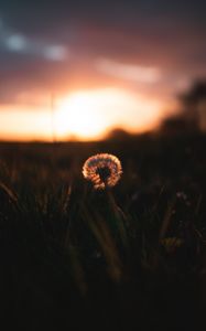 Preview wallpaper dandelion, plant, fluff, sunset, focus