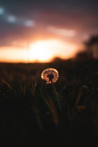 Preview wallpaper dandelion, plant, fluff, sunset, focus