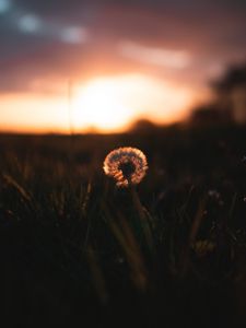 Preview wallpaper dandelion, plant, fluff, sunset, focus