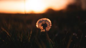 Preview wallpaper dandelion, plant, fluff, sunset, focus