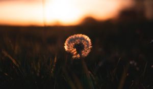 Preview wallpaper dandelion, plant, fluff, sunset, focus