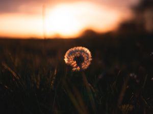 Preview wallpaper dandelion, plant, fluff, sunset, focus