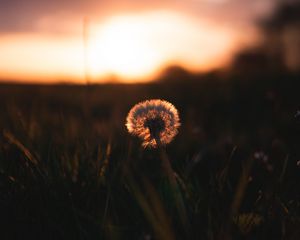 Preview wallpaper dandelion, plant, fluff, sunset, focus