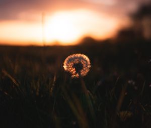 Preview wallpaper dandelion, plant, fluff, sunset, focus