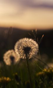 Preview wallpaper dandelion, plant, fluff, macro, grass