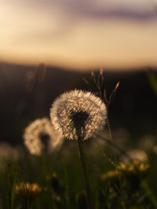 Preview wallpaper dandelion, plant, fluff, macro, grass